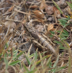 Melanoplus oregonensis