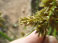 Cyperus mutisii