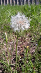 Hypochaeris megapotamica