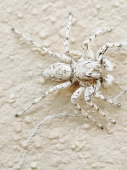 Plexippoides flavescens