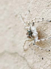 Plexippoides flavescens