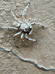 Plexippoides flavescens