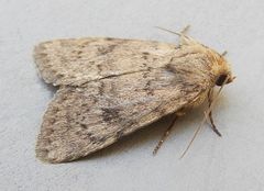 Homorthodes perturba