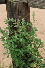 Chenopodium mucronatum