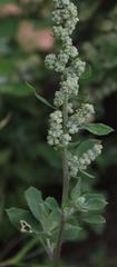 Chenopodium mucronatum