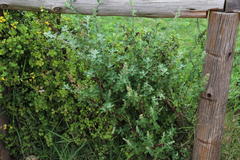 Chenopodium mucronatum