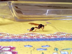 Delta xanthurum