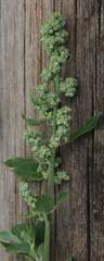 Chenopodium mucronatum