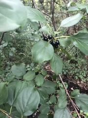 Rhamnus cathartica