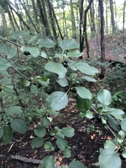 Rhamnus cathartica