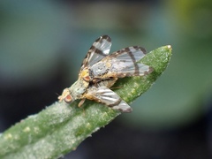 Sphenella ruficeps