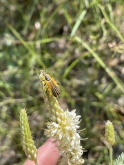 Chauliognathus opacus