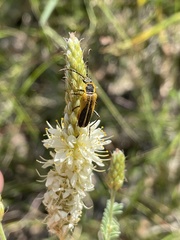 Chauliognathus opacus