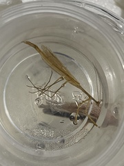 Bistanta mexicana