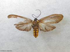 Opharus bimaculata