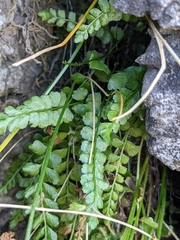 Asplenium viride image