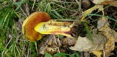Neoboletus xanthopus