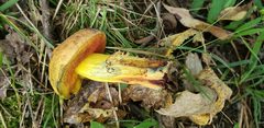 Neoboletus xanthopus