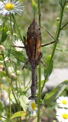 Stagmomantis carolina