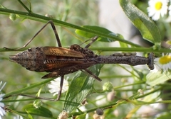Stagmomantis carolina