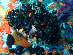 Choromytilus meridionalis