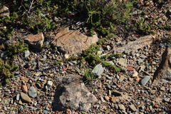 Anthosperminae