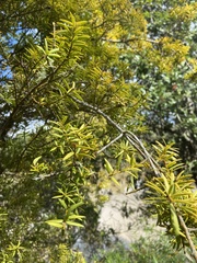 Podocarpus laetus