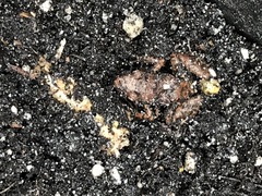 Eleutherodactylus planirostris