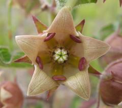 Pachycarpus dealbatus