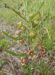 Pachycarpus dealbatus