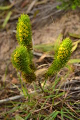 Aspalathus alopecurus