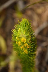 Aspalathus alopecurus