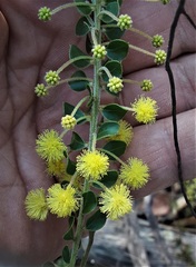 Acacia clandullensis