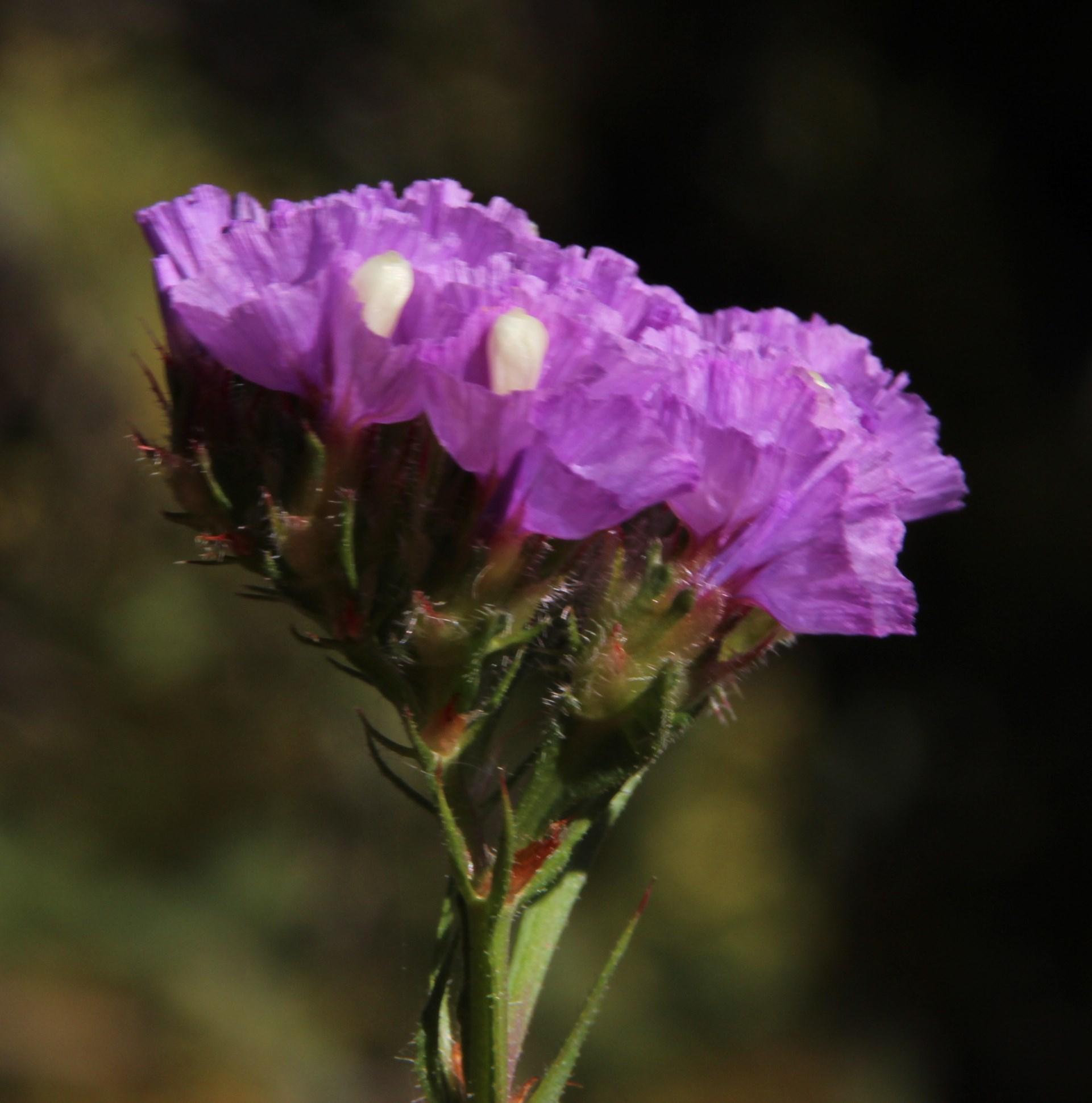 Limonium sinuatum ssp. sinuatum