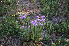 Limonium sinuatum sinuatum