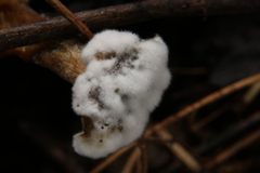 Hypomyces leotiicola
