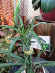 Ananas comosus microstachys