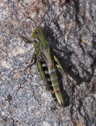Club-horned Grasshopper photo 6