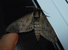 Ceratomia catalpae