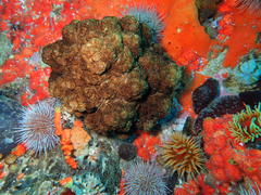 Eunephthya thyrsoidea