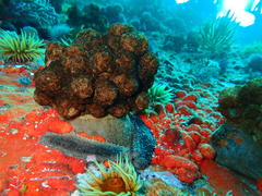 Eunephthya thyrsoidea
