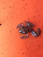 Eleutherodactylus planirostris