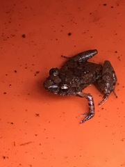 Eleutherodactylus planirostris