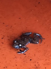 Eleutherodactylus planirostris