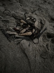 Macrocystis pyrifera