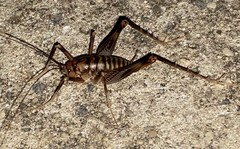 Ceuthophilus gracilipes