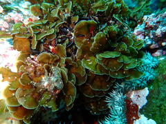 Exallosorus harveyanus