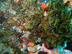 Exallosorus harveyanus