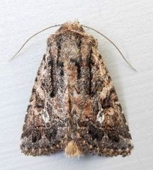 Ulolonche orbiculata