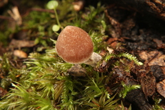 Cortinarius flexipes